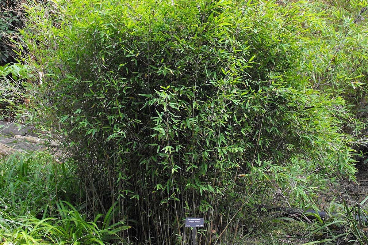 Fargesia Muriliae bamboo in a garden