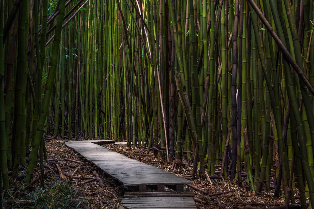 Bamboo grove with a boardwalk