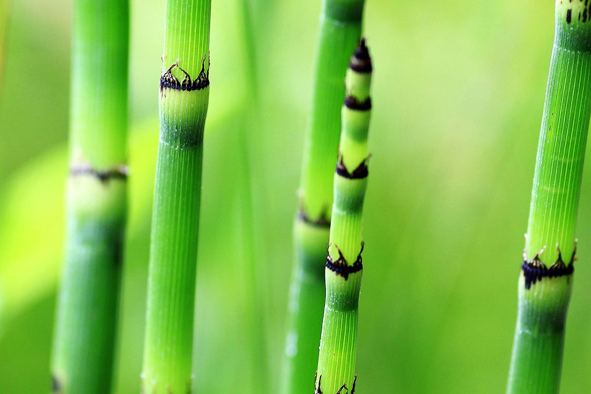 Bamboo-like plants: Horsetail