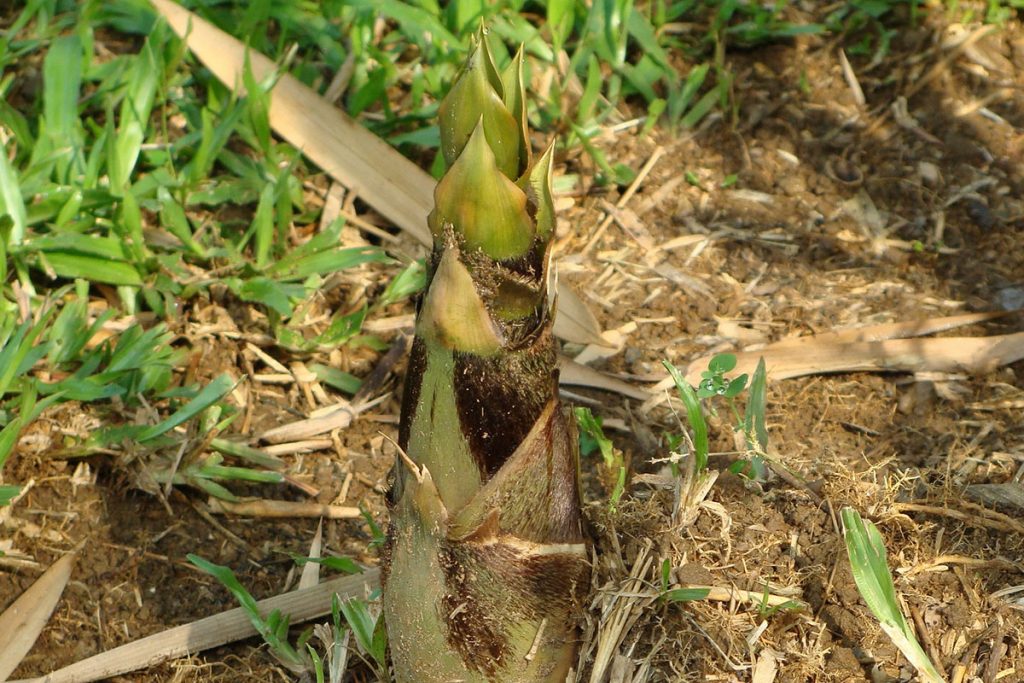 Bamboo shoot growing out of the ground