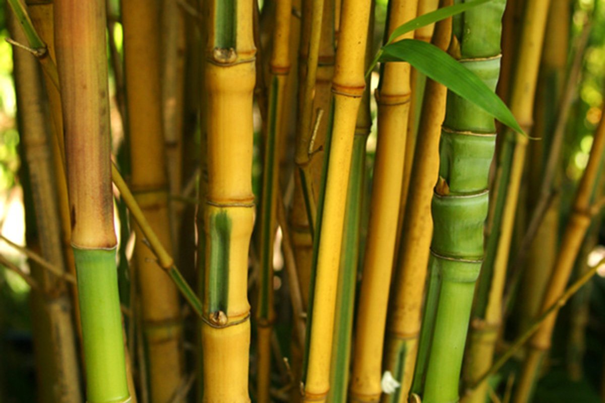 Yellow irregular bamboo culms with green stripes - Phyllostachys Aurea Koi