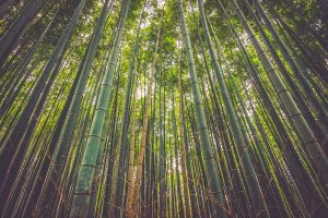Tall straight bamboo canes in a bamboo forest