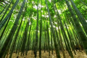 Bamboo Forest with Phyllostachys Nigra Henon (Giant Gray Bamboo)