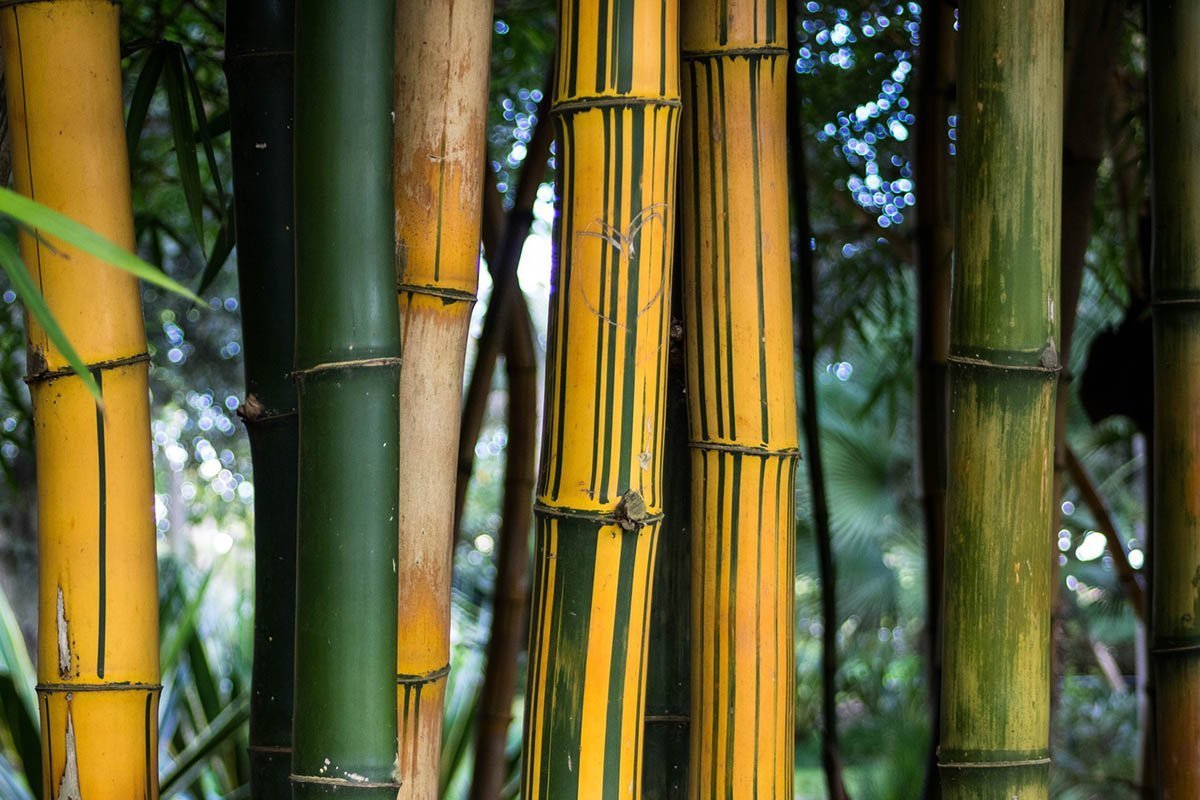 Wide yellow culms with green stripes of the Phyllostachys Vivax bamboo