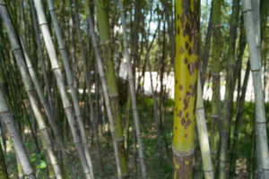 Green Tanakae Bamboo with brown spots