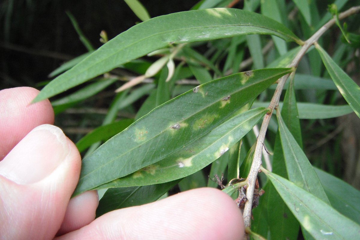 Damage from scale insects on a plant's leaves (yellow irregular spots and cone-like flat insects)