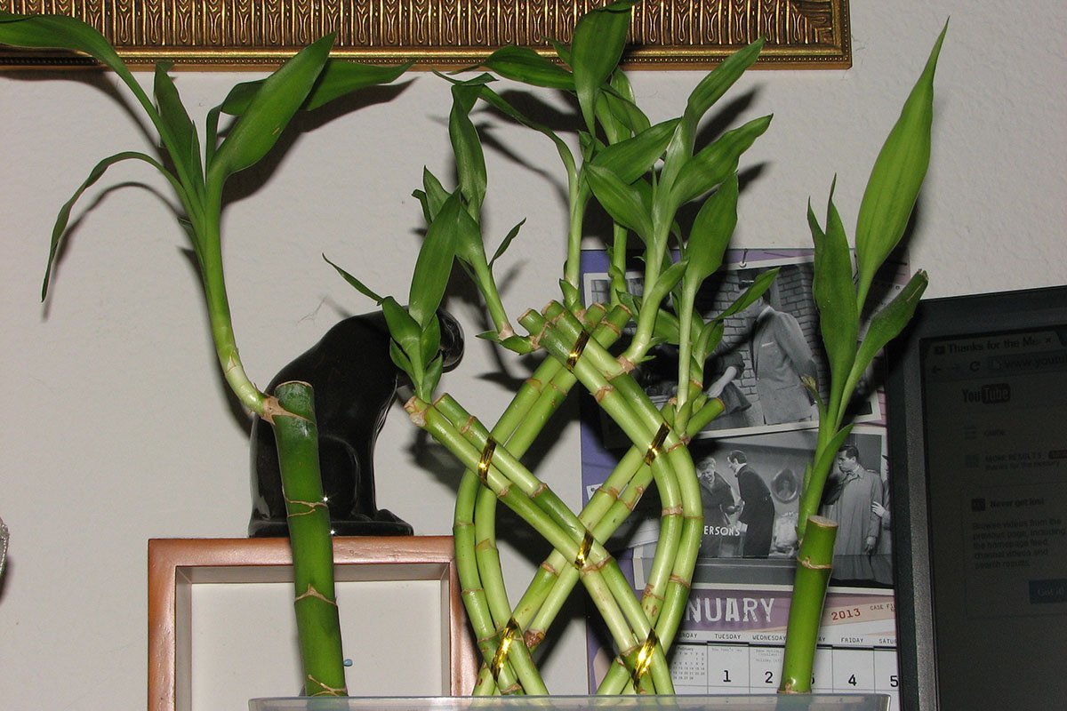 Woven or braided Lucky Bamboo stalks and two single stalks next to them