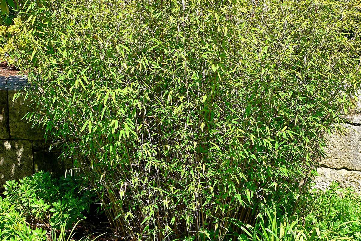 Fargesia Nitida bamboo in a garden