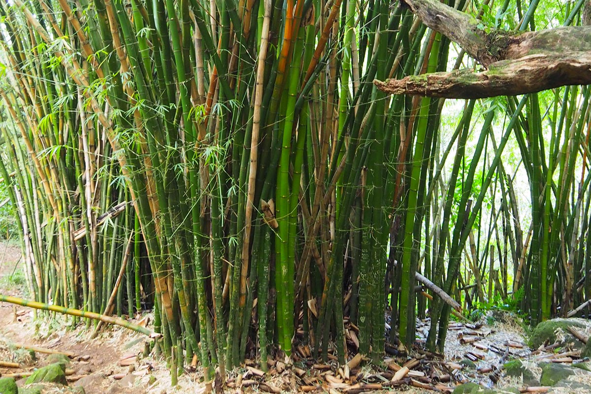 Bamboo plants with green and dead culms ready to be pruned