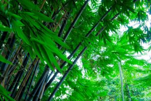 Bamboo leaves being blown gently by the wind in a green nature forest