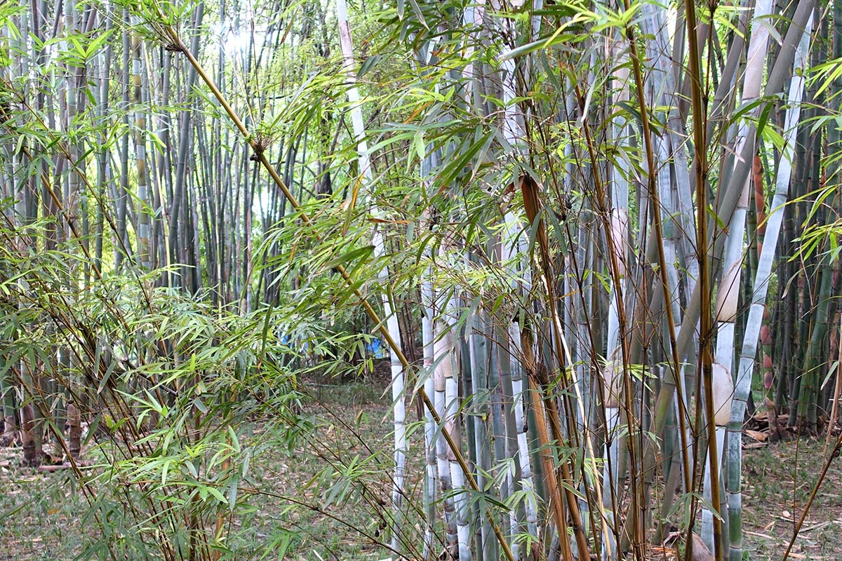 Bambusa chungii with greyish blue culms in a forest