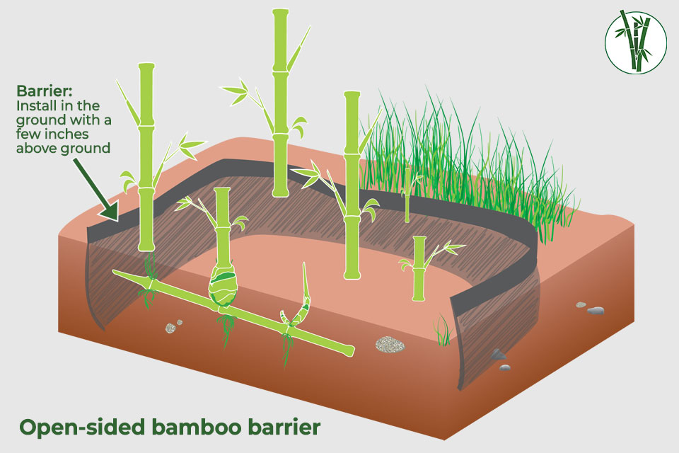 Graphic visualizing bamboo growing in a open-sided barrier to control the spread of bamboo plants
