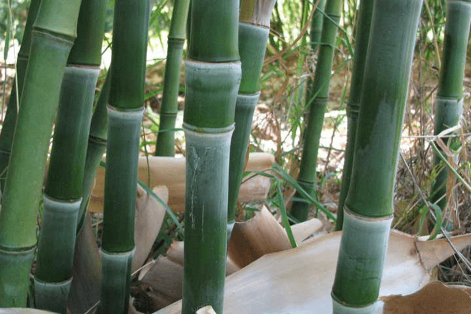 Phyllostachys heteroclada - Green bamboo stems with knobby nodes